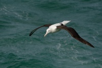 Albatros Sanforduv - Diomedea sanfordi - Northern Royal Albatros 7710